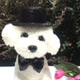 thumbnail image 1 of Gorro para mascota con lentejuelas negras, bombín, pajarita, conjunto para perro, gato, fiesta, gorro navideño, 1 of 5