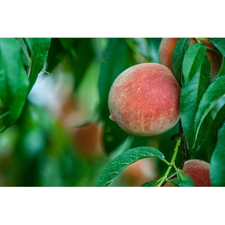 3 Contender Peach Trees Bareroot 2-3 feet tall
