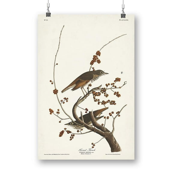 Hermit Thrush Poster - John James Audubon Designs,