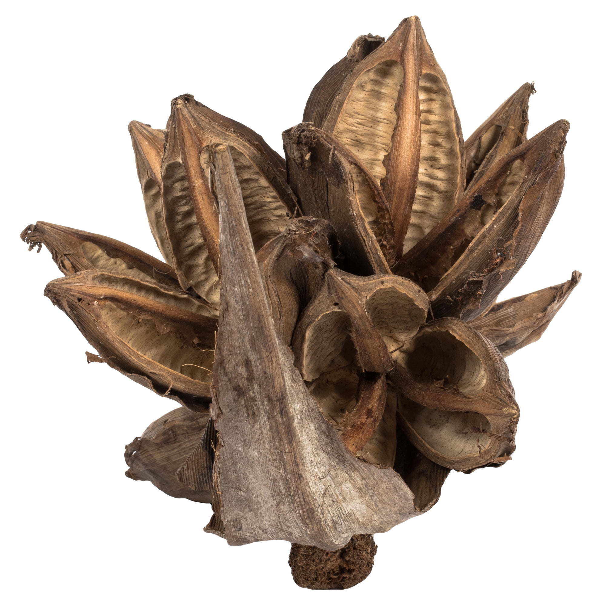 Vickerman 6" Natural Star Pod, 1 piece, Dried