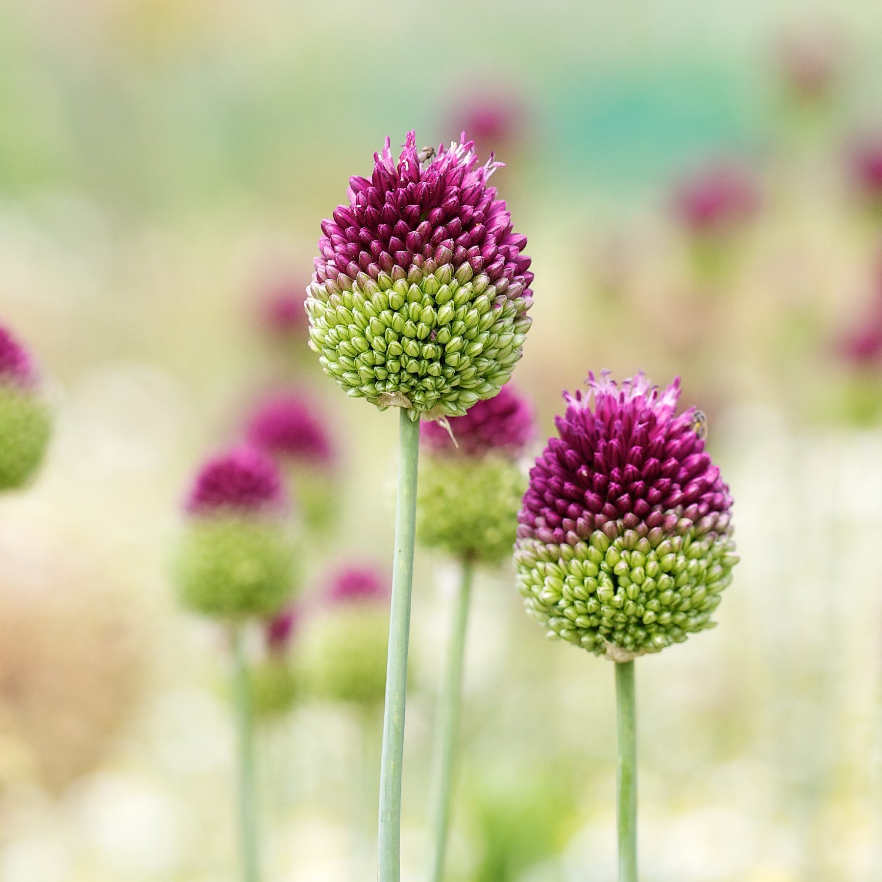 Allium sphaerocephalon (Drumstick) (20 Bulbs) Purple from Easy to Grow Bulbs - image 2 of 4