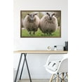 thumbnail image 6 of Sheep Standing In The Meadow Wall Poster, 22.375" x 34" Framed, 6 of 6