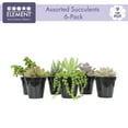 thumbnail image 3 of Element by Altman Plants Succulent Plants 6-Pack - Live Succulents Plants - Full Sun - 3.5-Inch Pots, 3 of 8