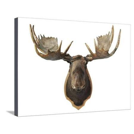 Moose Trophy Head Canadian Taxidermy Moose Head Hunting Trophy, Mounted on an Oak Shield, Vancouver Stretched Canvas Print Wall Art ()