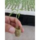 thumbnail image 2 of 20*27 (50个) Rockwool Cube Rockwool Plugs Propagación Bloque hidropónico Cilíndrico Vegetal Plántulas Invernaderos Sistema de cultivo Accesorios de jardín 50PCS TUNC Sencillez, 2 of 5