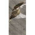 thumbnail image 2 of Koson, Ohara 18x32 Black Ornate Wood Framed with Double Matting Museum Art Print Titled - Downward flying eagle, 2 of 4