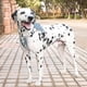 thumbnail image 4 of Arnés para perros Yashi ajustable para el pecho transpirable reflectante XL morado, 4 of 4