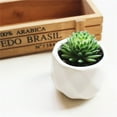 thumbnail image 3 of Succulent Plants , 1Pc Artificial Flower Succulent Plant Bonsai DIY Garden Office Home Party Decor Real Live Potted Succulents / Unique Indoor Cactus Decor by Plants for Pets, 3 of 8
