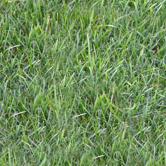 Perennial Ryegrass 500 sq. ft. Sod Pallet