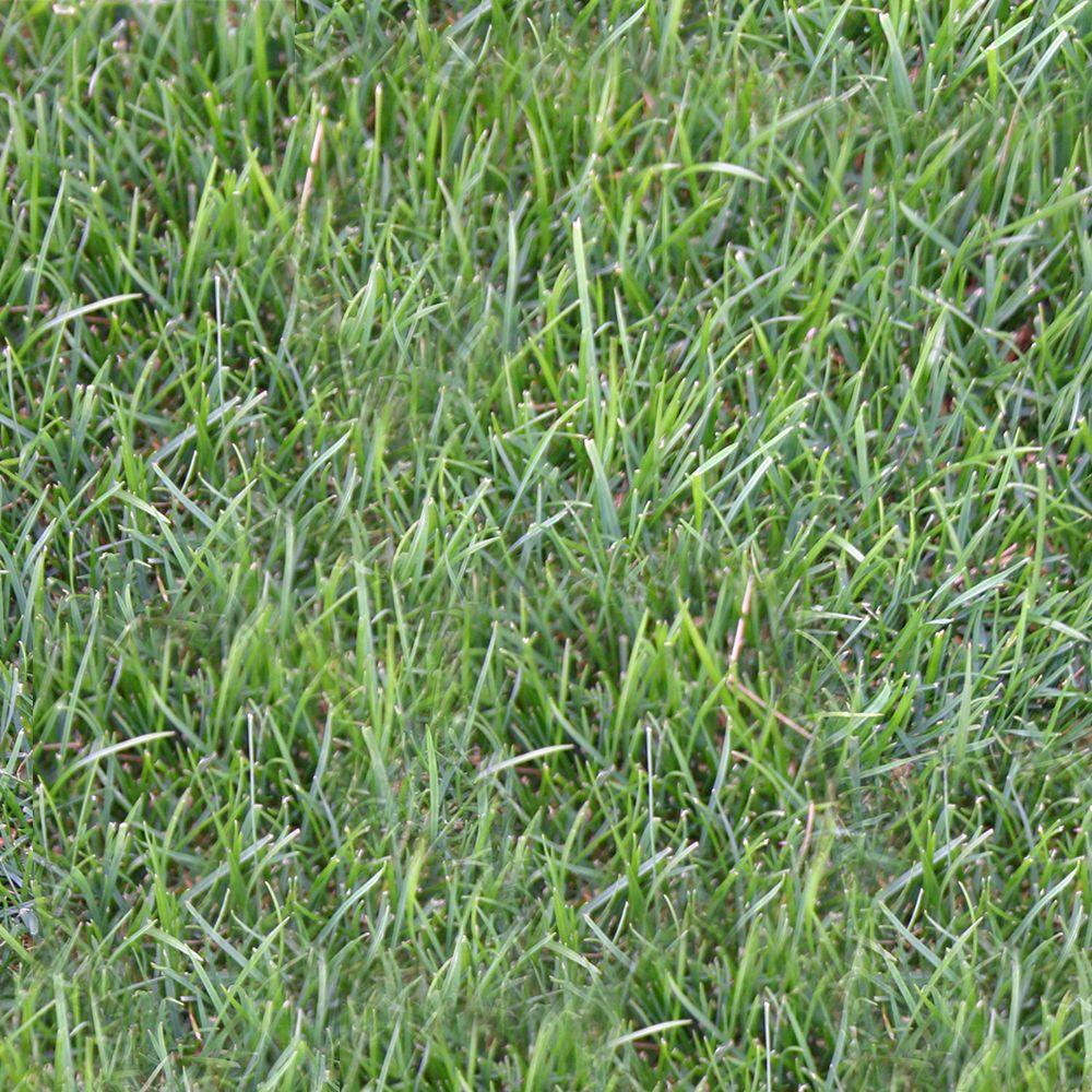 Perennial Ryegrass 500 Sq Ft Sod Pallet Walmart