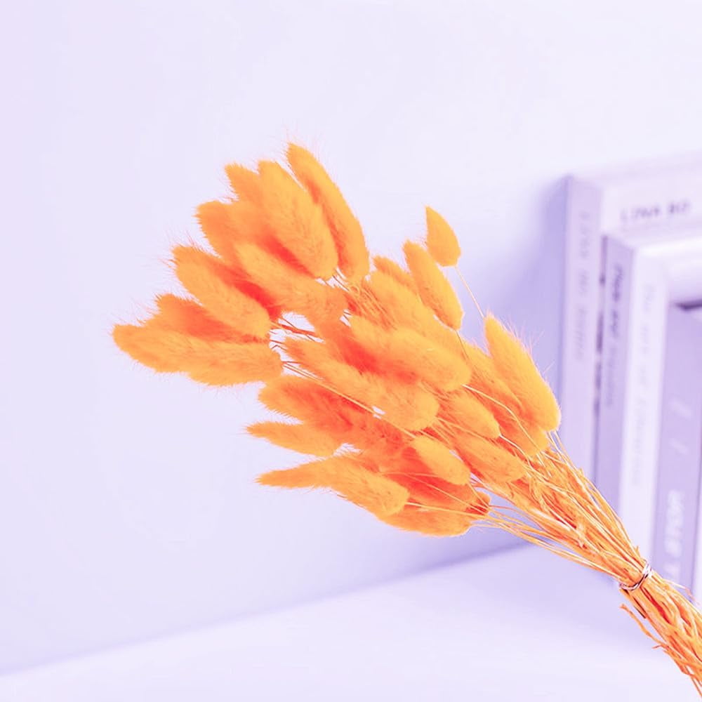Natural Dried Bunny Tail Grass Real Flower Eternal Flower Lagurus Ovatus Dry Grass Dried Flowers Pampas Grass Bouquet Rabbit Tail Grass Stems forHome Decor and Fall Theme Decorati(7"/White)