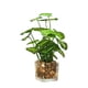 thumbnail image 1 of Botella de vidrio, trébol de cuatro hojas, planta verde perenne, decoración en maceta, decoración del hogar, decoración de escritorio, 1 of 5