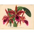 thumbnail image 2 of Laelia Grandis Var Tenebrosa Sub-Var Superbiens Orchid Poster Print By ?? Florilegius Mary Evans, 2 of 4