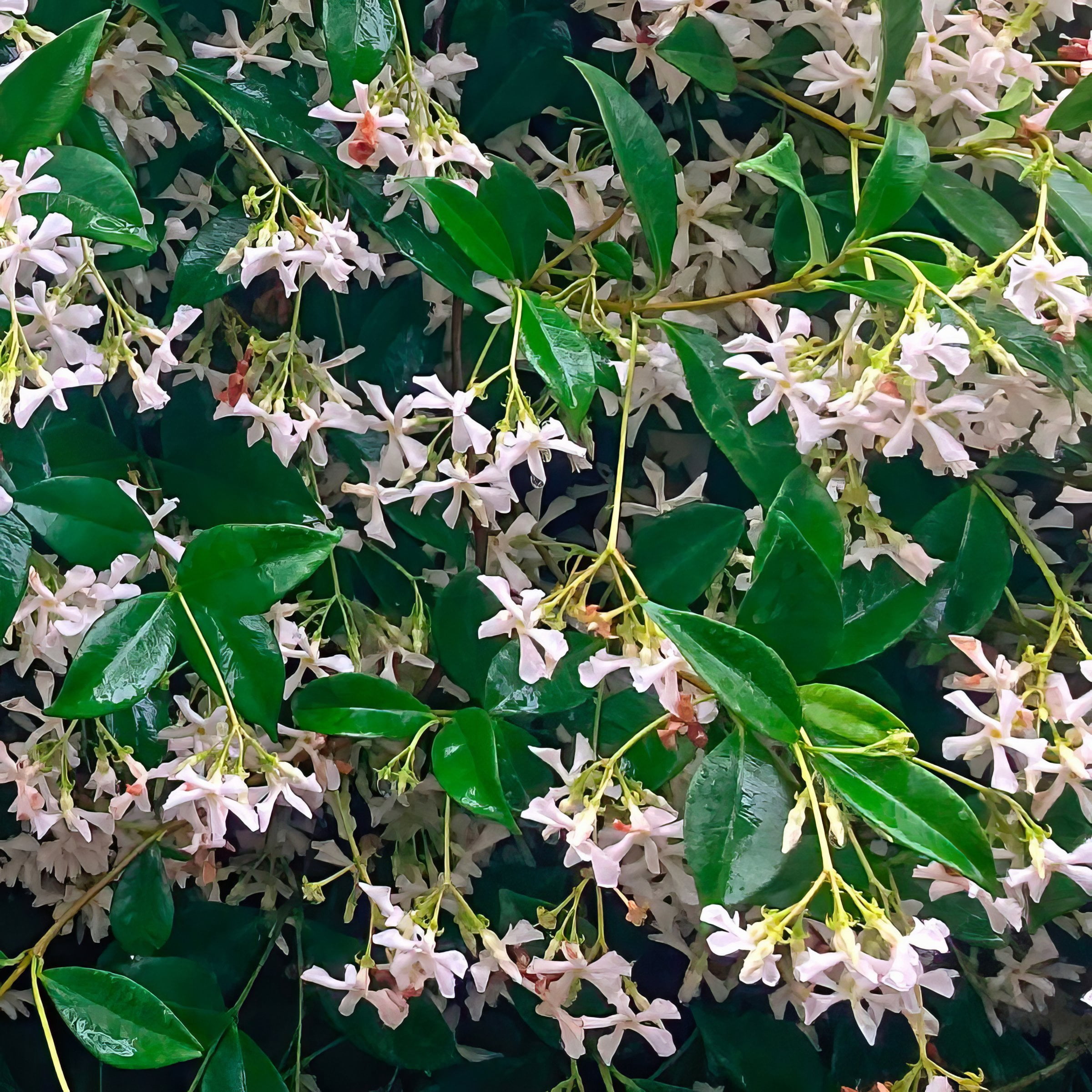 National Plant Network 4 in. Asiatic Jasmine (3-Pack)