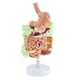 thumbnail image 2 of Instrumentos Didácticos Del Modelo Del Sistema Digestivo Gastrointestinal Del Estómago Yotijar Estómago humano Gastrointestinal, 2 of 7