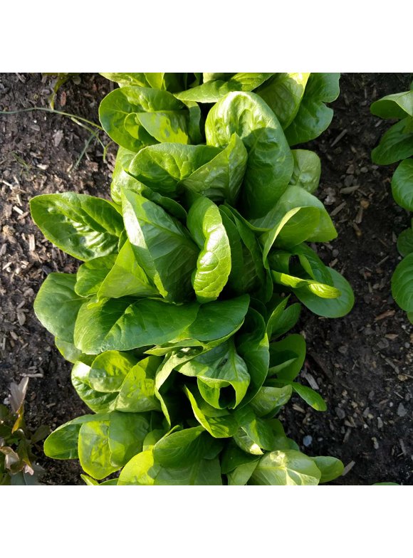 Lettuce Seeds in Seed Gardening