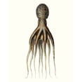 thumbnail image 2 of Unknown 12x14 White Modern Wood Framed Museum Art Print Titled - Antique Octopus Collection V, 2 of 4