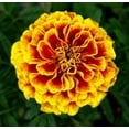 thumbnail image 6 of 400 Seeds French Marigold Flower Seeds,  Mixed Colors-Rare Original Flower Seeds Marigold, 6 of 9