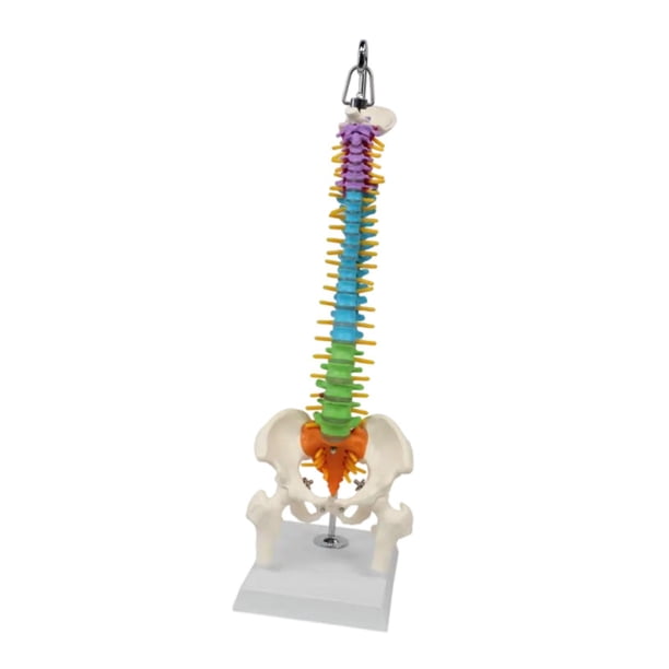 Modelo de vertebral humana Modelo anatómico anatómico anatómico para la investigación sobre la presentación de la educación en la exhibición