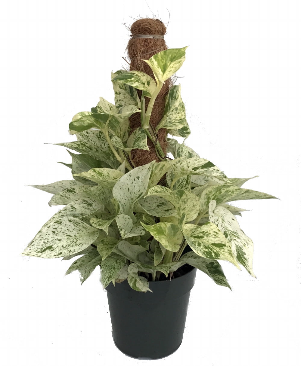 Marble Queen Devil's Ivy