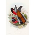thumbnail image 3 of John Gould 17x24 Black Modern Framed Museum Art Print Titled - Diard's Trog (1850-1883), 3 of 5