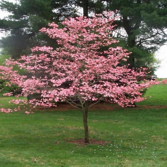 Cherokee Brave Dogwood Live Tree – 1 Gallon