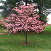 Cherokee Chief Dogwood Tree – 1 Gallon