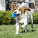 thumbnail image 2 of Squeaky Dog Toy Ball Indestructible Squeaky Ball, Latex Chew Toy for Dogs, 2 of 5