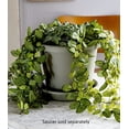 thumbnail image 4 of Myers Industries Inc AKRLIA20000A34 Akro 20 Po Grès Classique en Pot, 4 of 6
