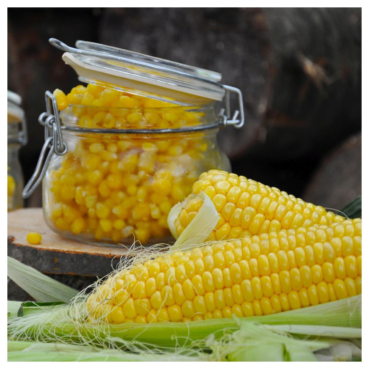 Everwilde Farms - 1 lb Kandy Korn F1 Hybrid Yellow Sweet Corn Seeds - Gold Vault Bulk Seed Packet