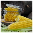 thumbnail image 3 of Everwilde Farms - 1 oz Kandy Korn F1 Hybrid Yellow Sweet Corn Seeds - Gold Vault Bulk Seed Packet, 3 of 3