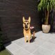thumbnail image 3 of Maceta decorativa de madera con diseño de perro pastor alemán, ideal para jardines, patios o interiores, hecha a mano y detallada, perfecta para amantes de los animales., 3 of 5