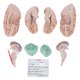 thumbnail image 2 of Human Brain Model Professionals Doctors Teaching Brain Anatomy Model for Hospital School Display, 2 of 5