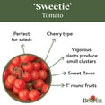 thumbnail image 3 of Burpee Organic Sweetie Tomato Seed, Annual Vegetable Seed, Full Sun, 3 of 5