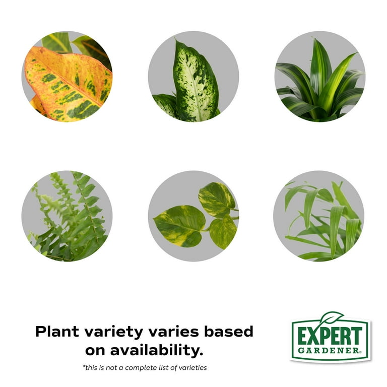 Expert Gardener 14" Assorted Foliage House Plant in 6" Grower Pot -  Walmart.com