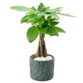 thumbnail image 1 of Arcadia Garden Products Live Money Tree in 4.5" Tropico Leaf, Blue, 1 of 4