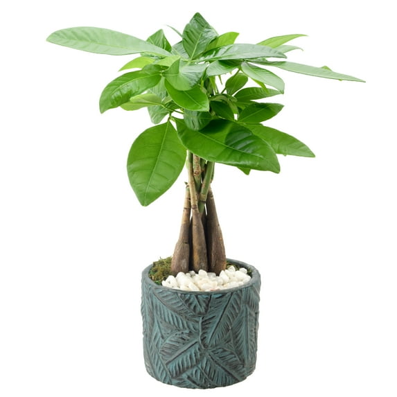 Arcadia Garden Products Live Money Tree in 4.5" Tropico Leaf, Blue