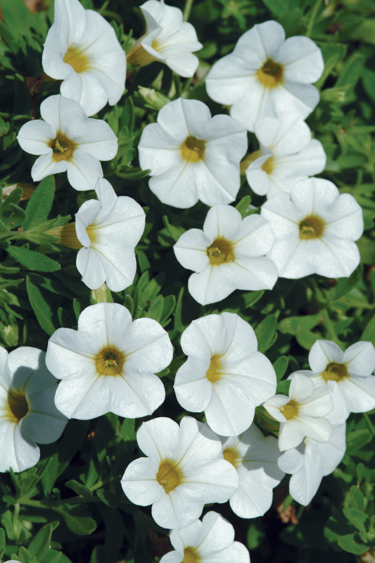 Better Homes & Gardens 3 Quart Calibrachoa Full Sun Annual Pet-Friendly Live Plants