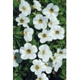 thumbnail image 3 of Better Homes & Gardens 3 Quart Calibrachoa Full Sun Annual Live Plants, Pet-Friendly, 3 of 6