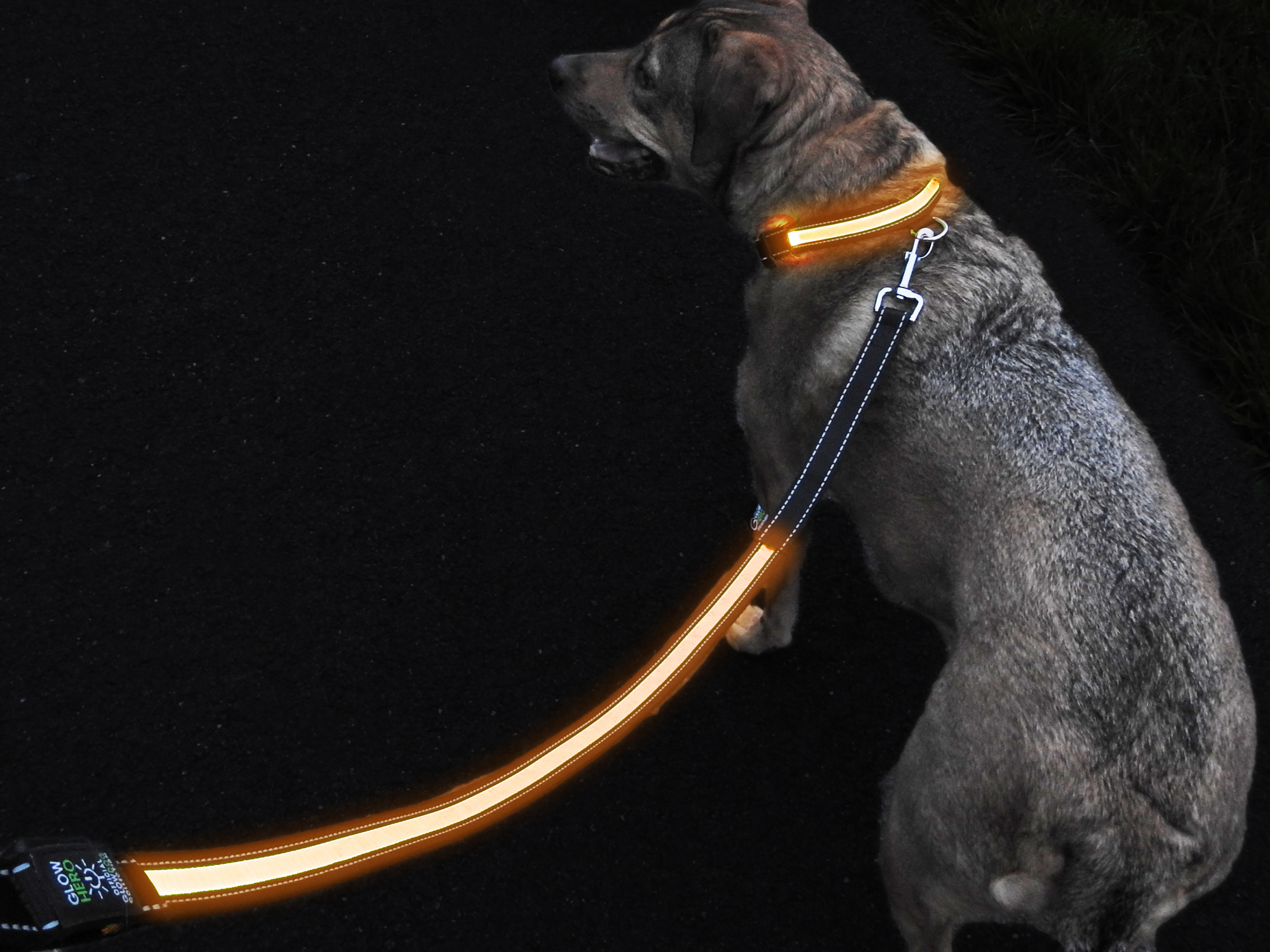 GlowHERO LED Light Up Dog Leash The Original GlowLeash High