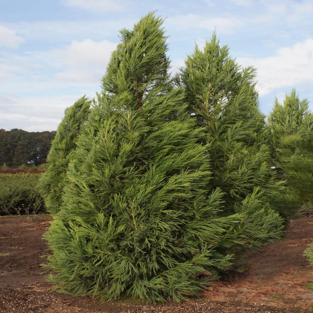 Expert Gardener 3-4 ft tall Yoshino Cryptomeria Live Tree in 7-Gallon Grower Pot