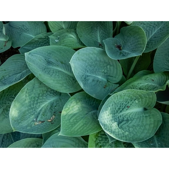Royal Standard Hosta Plants for Growing - Beautiful Green and Yellow Hosta Plants (1 Plant)