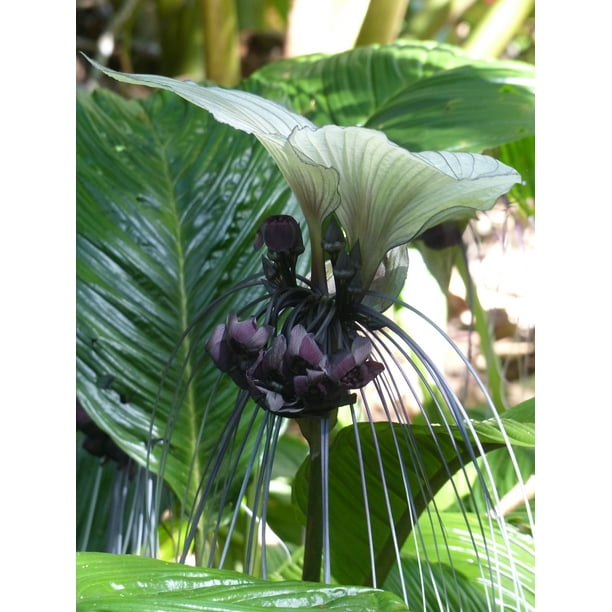 5 Seeds White Bat Flower Seeds Rare Unique Brilliant White Color Tacca Integrifolia Walmart Com Walmart Com