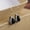 E4604 Black, variant on Stainless Steel 1 Ct Synthetic Jadeite Teardrop Drop Earrings for Women 2 Piece Set