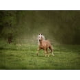 thumbnail image 2 of Sturgeon, Ozana 32x25 White Modern Wood Framed Museum Art Print Titled - Horse in the Field II, 2 of 4