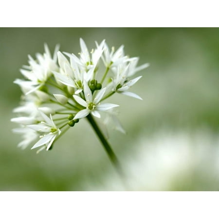 ramson wild garlic flower