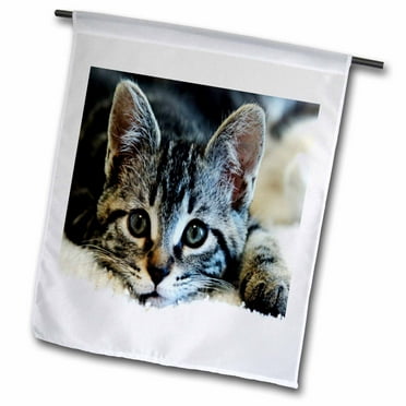 3dRose Cant Resist Adorable Kitten Closeup.jpg - Garden Flag, 12 by 18-inch