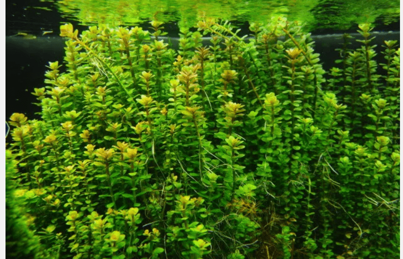 Rotala Indica Live Aquarium Plant Stems – Easy Freshwater Bunch Plants