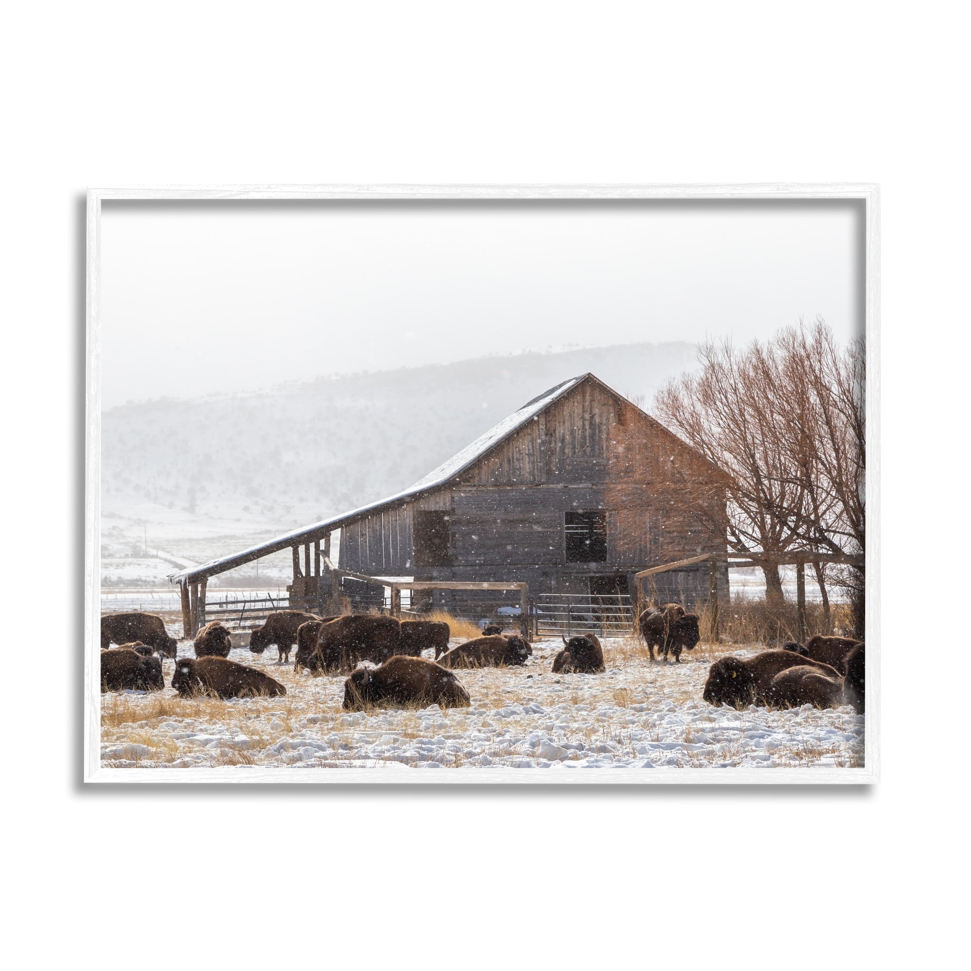 Stupell Industries Snow Dusted Barn Buffalo Bison Rural Farm Photograph White Framed Art Print Wall Art, Design by Jeff Poe Photography