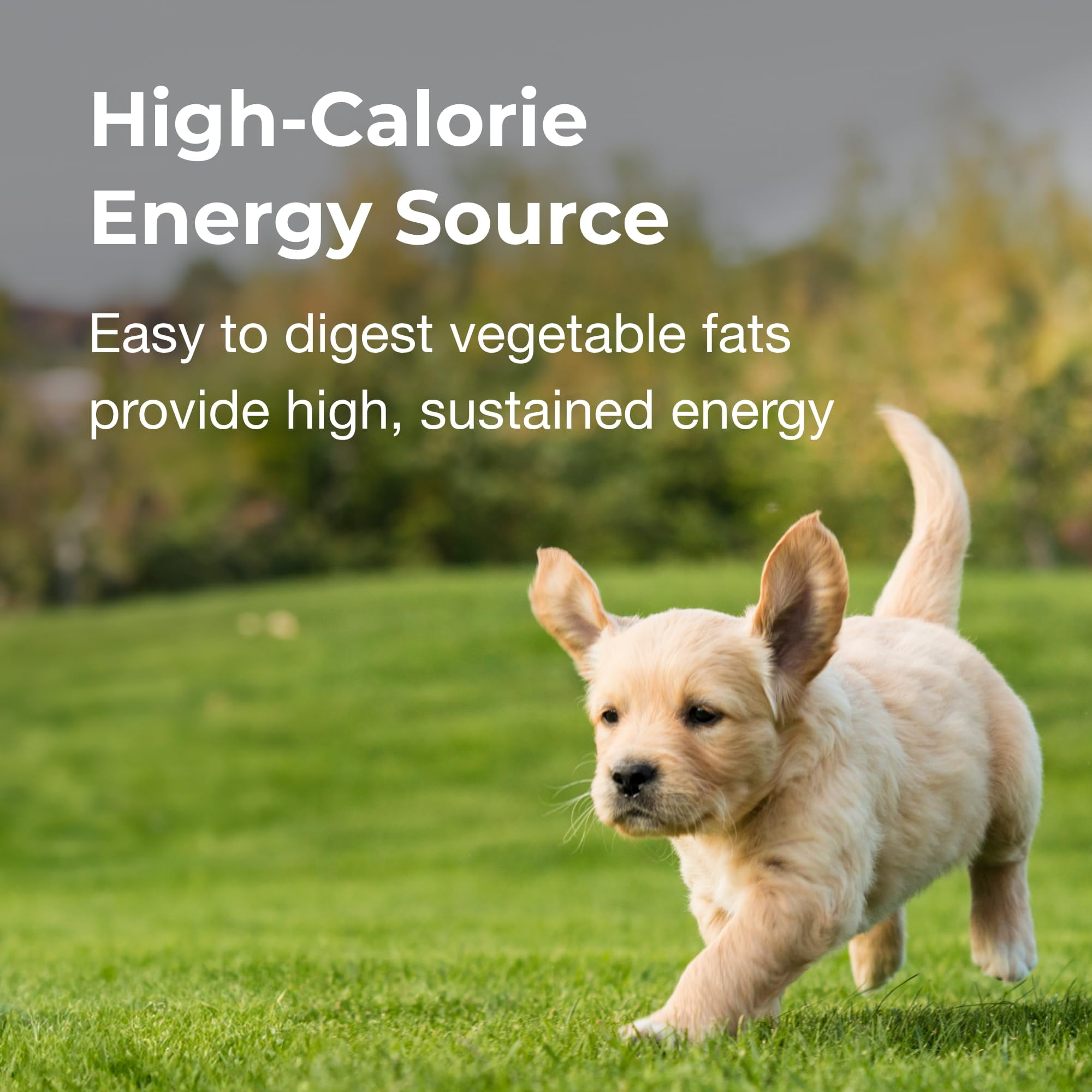 (6 pack) Pet-Ag High Calorie Gel Supplement for Dogs, 5 oz